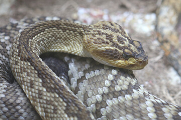 Oaxaca Schwarzschwanz-Klapperschlange / Oaxacan black-tailed rattlesnake  / Crotalus molossus oaxacus