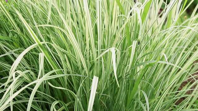Arrhenatherum bulbosum variegatum. Plant natural background of fresh decorative green and white striped grass. 