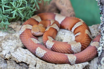 Trans-Pecos-Kupferkopf / Broad-banded copperhead  / Agkistrodon contortrix pictigaster.