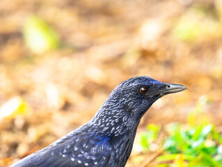 Myophonus Caeruleus