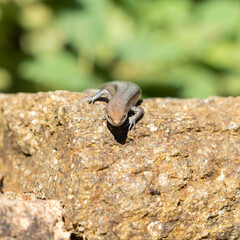 A common garden skink (Lampropholis guichenoti) hunting ants on a rock wall
