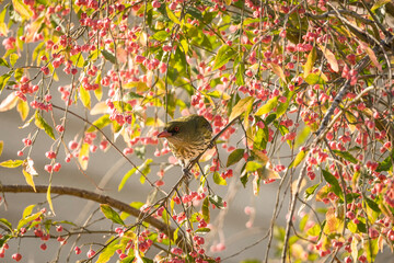 Olive backed oriole (Oriolus sagittatus) in a fruiting shrub