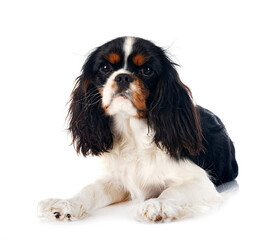 cavalier king charles