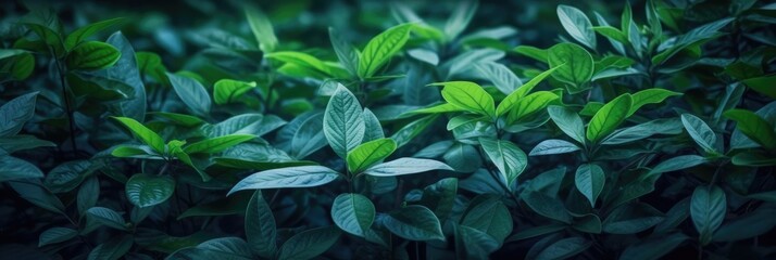 Dark green leaves in the park background image, Generative AI