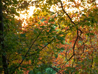 autumn in the forest
