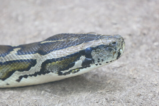 Dunkler Tigerpython / Burmese python / Python molurus bivittatus