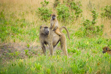 Cape baboon, also known as chacma baboon, mother with her baby in Hwange National Park, Zimbabwe