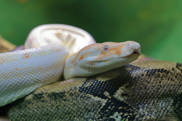 Königsboa oder Abgottschlange / Boa constrictor / Boa constrictor
