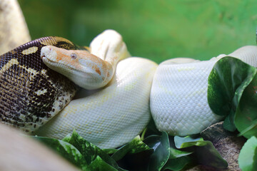 Königsboa oder Abgottschlange / Boa constrictor / Boa constrictor