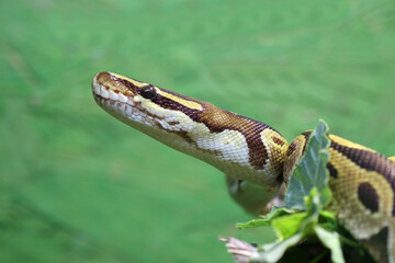Königspython / Ball python or Royal python / Python regius
