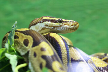 Königspython / Ball python or Royal python / Python regius