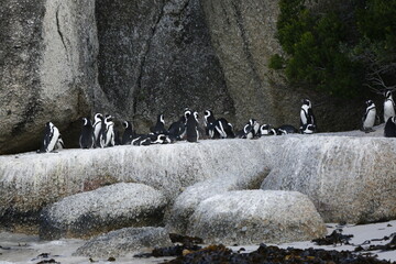 Fototapeta premium African penguin colony