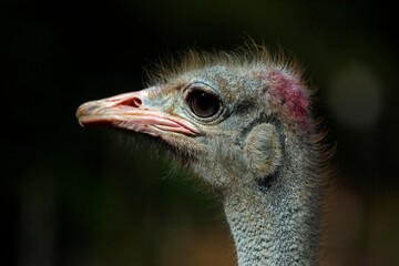 ostrich head close up