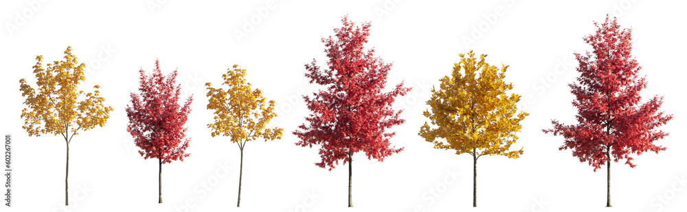 Wall mural various street autumn trees (quercus rubra, platanus, maple) medium and small isolated png on a tran