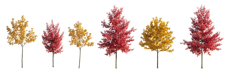 Set of 6 various street autumn trees (Quercus rubra, platanus, maple) medium and small isolated png...