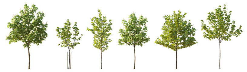 Set of 6 various street summer trees (Chestnut, Quercus rubra, platanus, maple) medium and small...