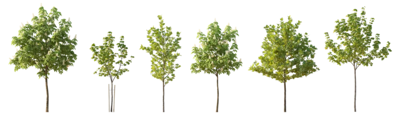 Foto op Aluminium Set of 6 various street summer trees (Chestnut, Quercus rubra, platanus, maple) medium and small isolated png on a transparent background perfectly cutout  © Roman