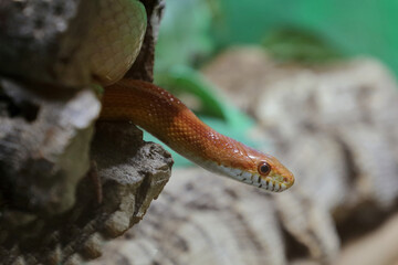 Kornnatter / Corn snake / Pantherophis guttatus