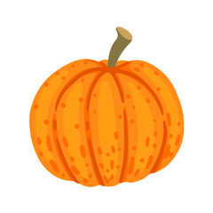 Orange pumpkin seasonal vegetable vector illustration isolated on white background