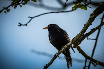 Amsel auf Ast