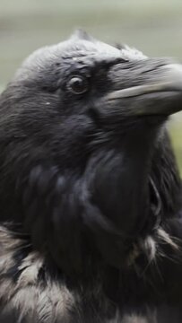 Black raven close-up, rainy day. Vertical video.