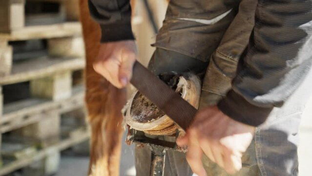 Farrier shapes horse's hooves hoof using nippers file and rasp. Horse care concept. Natural hoof trimming. Close-up in 4K, UHD