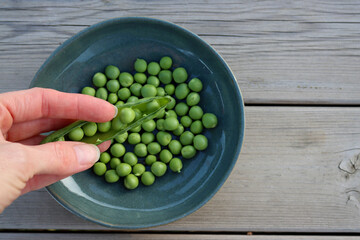 A pod of young green peas in a woman's hand. cracked green pea pod