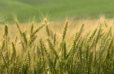 Wheat ears in a field in the late spring