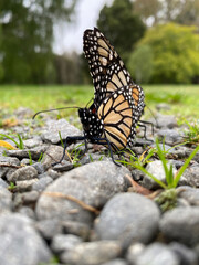 Close-up of two monarch butterflies in the act of reproduction, mating on a stoney ground in New Zealand