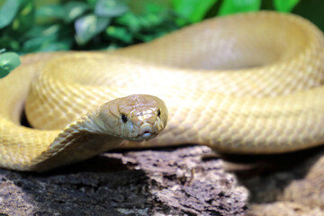 Monokelkobra / Monocled cobra / Naja kaouthia