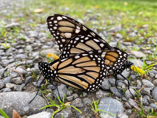 Close-up of two monarch butterflies in the act of reproduction, mating on a stoney ground in New Zealand