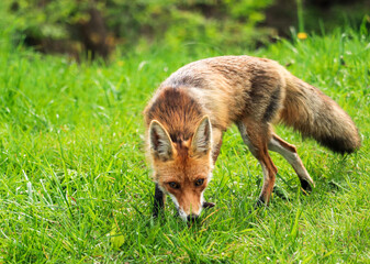 red fox vulpes