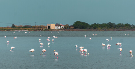 flamingos in lake