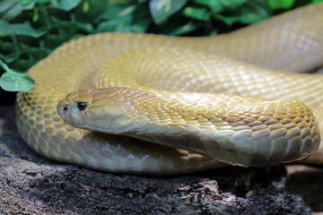 Monokelkobra / Monocled cobra / Naja kaouthia