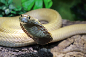 Monokelkobra / Monocled cobra / Naja kaouthia