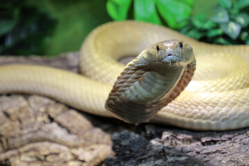 Naklejka premium Monokelkobra / Monocled cobra / Naja kaouthia