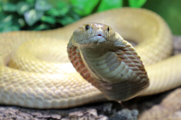 Monokelkobra / Monocled cobra / Naja kaouthia