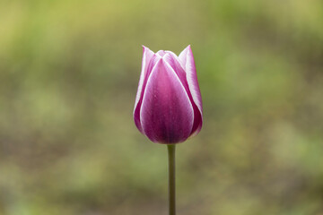The violet Tulip Synaeda Blue is a truly enchanting flower, renowned for its striking beauty and...