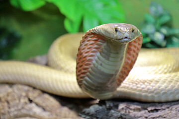 Monokelkobra / Monocled cobra / Naja kaouthia