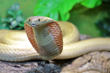 Monokelkobra / Monocled cobra / Naja kaouthia