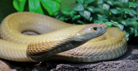 Monokelkobra / Monocled cobra / Naja kaouthia