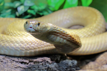 Monokelkobra / Monocled cobra / Naja kaouthia