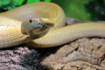 Monokelkobra / Monocled cobra / Naja kaouthia
