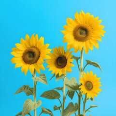 Sunflower Dreams: Delightful Blend of Yellow and Sky Blue in a Minimalist Style