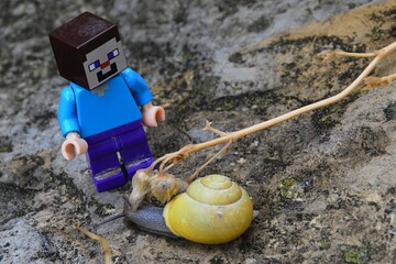 Obraz premium LEGO Minecraft figure of Steve meets Common garden snail with yellow shell, latin name Cornu aspersum, from family Helicidae, on garden stone slab. 