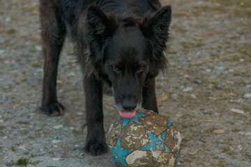 pies gra w piłkę 