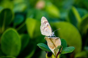 butterfly on a flower