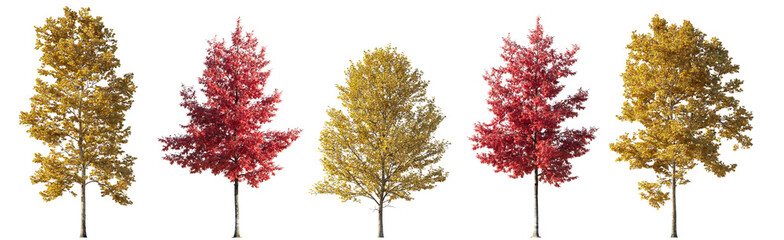 Set of 6 various street autumn trees (Quercus rubra, platanus, maple) big and medium isolated png...