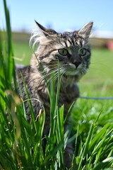 cat in grass