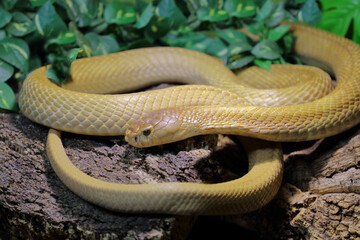 Monokelkobra / Monocled cobra / Naja kaouthia